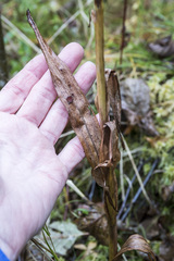 Platanthera huronensis
