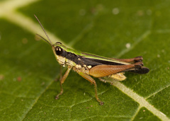 Orphulella concinnula