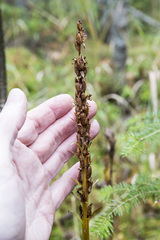 Platanthera huronensis