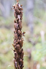 Platanthera huronensis