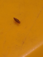 Cephaloconus cyprinus