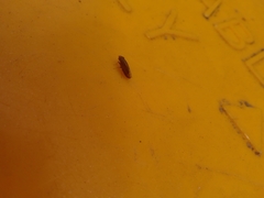 Cephaloconus cyprinus