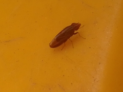 Cephaloconus cyprinus