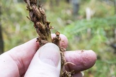 Platanthera huronensis