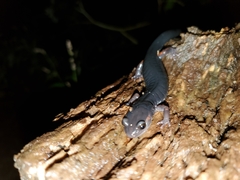 Plethodon cheoah