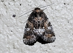 Chytonix sensilis