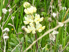 Lupinus densiflorus