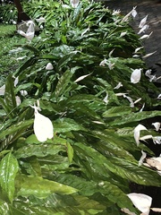 Spathiphyllum