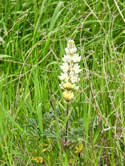 Lupinus densiflorus
