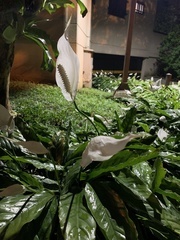 Spathiphyllum