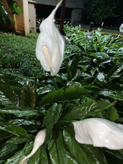 Spathiphyllum