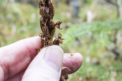 Platanthera huronensis