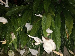 Spathiphyllum