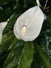 Spathiphyllum