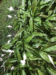 Spathiphyllum
