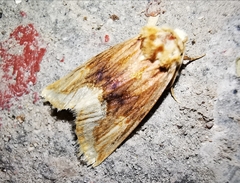 Angulostiria chryseochilus