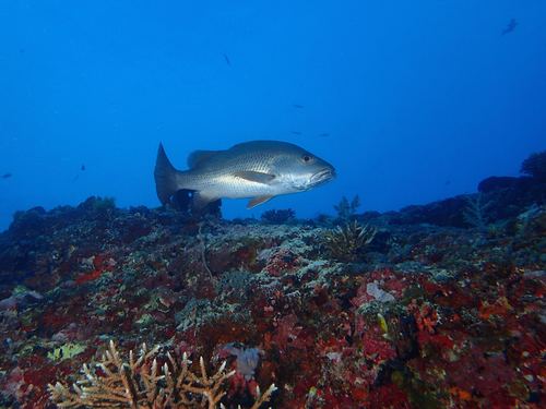 Mangrove Snapper