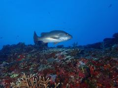 Mangrove Snapper