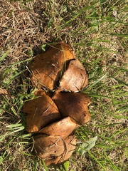 Fungi