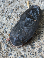 Polyphaga aegyptiaca