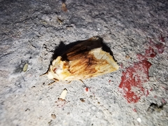 Angulostiria chryseochilus