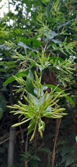 Cestrum reflexum