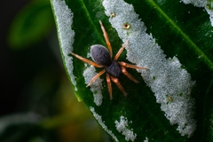 Trachelopachys