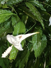 Diptera