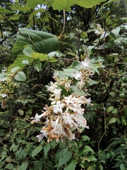 Abelia chinensis