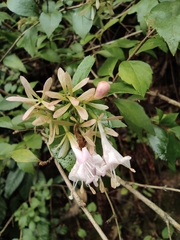 Abelia chinensis