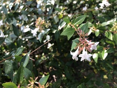 Zabelia mosanensis