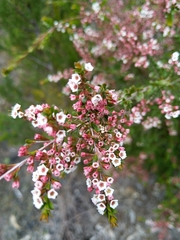 Thryptomene calycina