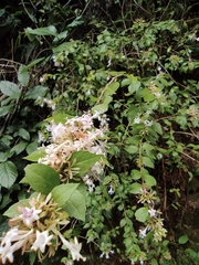 Abelia chinensis