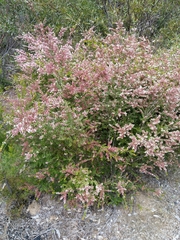 Thryptomene calycina