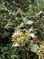 Abelia chinensis