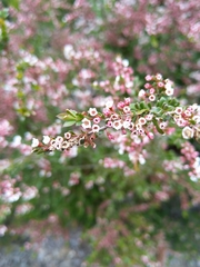 Thryptomene calycina