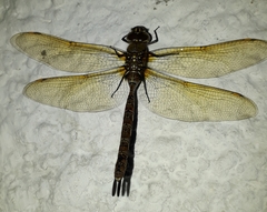 Rhionaeschna marchali