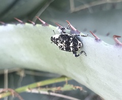 Peltophorus polymitus