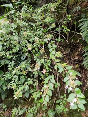 Abelia chinensis
