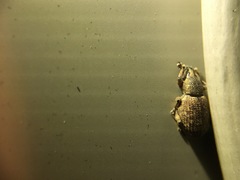 Otiorhynchus singularis