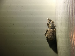 Otiorhynchus singularis