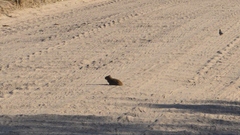 Cavia