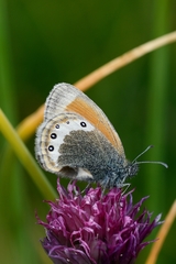 Coenonympha gardetta