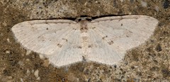 Poecilasthena scoliota