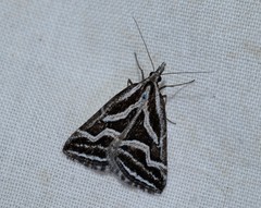 Dichromodes confluaria