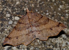 Rhinodia rostraria