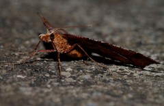 Rhinodia rostraria