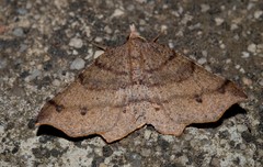 Rhinodia rostraria