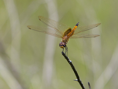 Tramea darwini