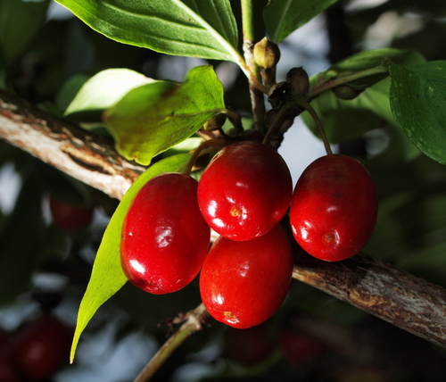 Cornelian cherry